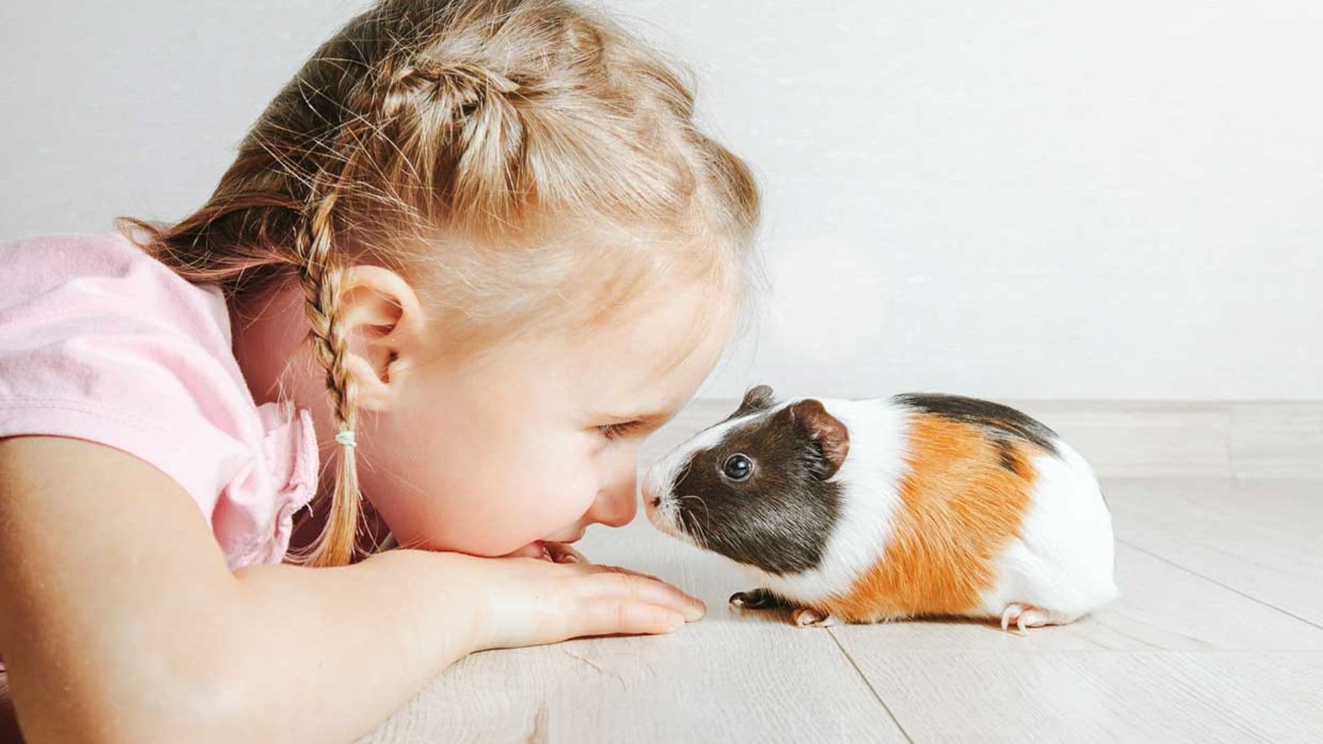 ¿Quieres una cobaya como mascota? Esto es todo lo que tienes que tener en cuenta