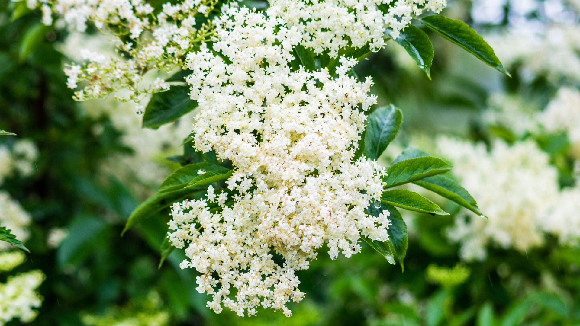 Un racimo de color blanco cremoso de flores de saúco Sambucus nigra respaldado por hojas verdes con la gota de agua