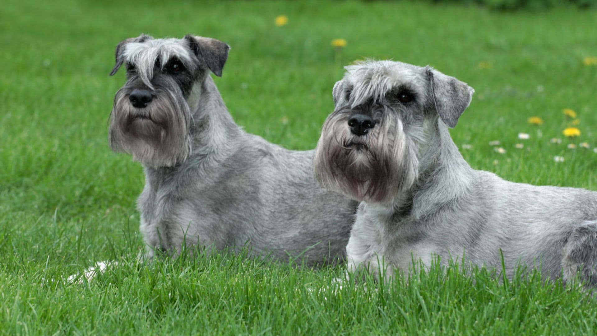El schnauzer gigante, un perro valiente, amoroso y de una lealtad infinita