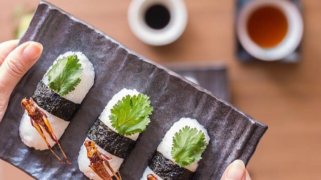 insectos alimento