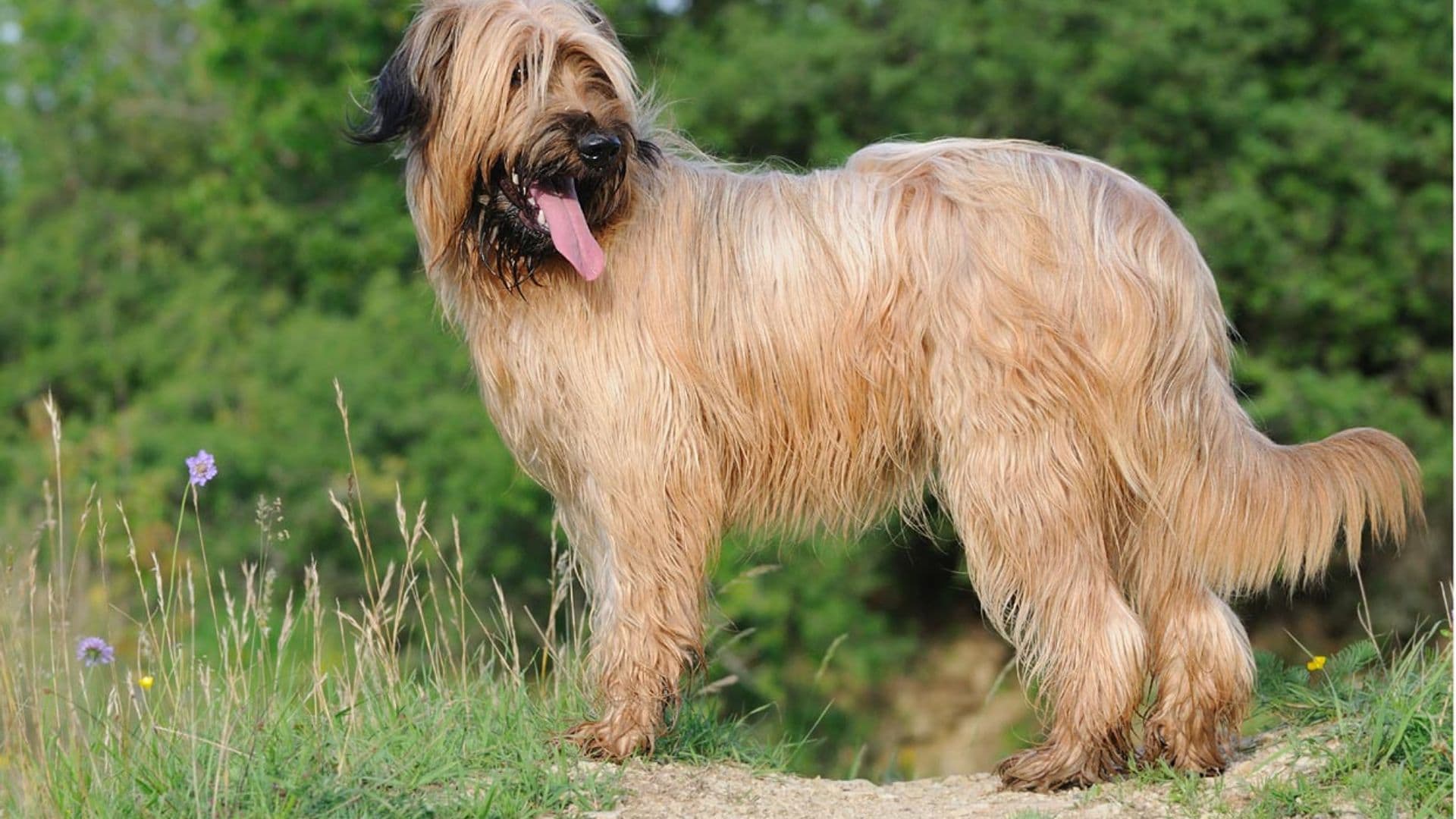 Pastor de Brie o Briard, todo sobre este grandullón de origen francés