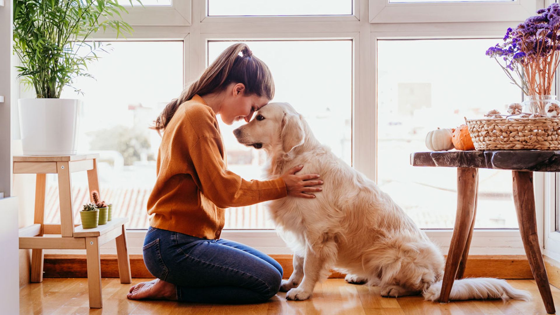 ¿Qué hacer si mi mascota enferma durante el brote de coronavirus?
