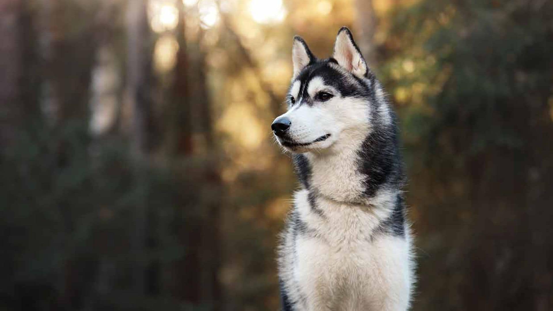 Estos son los perros que más elegancia desprenden
