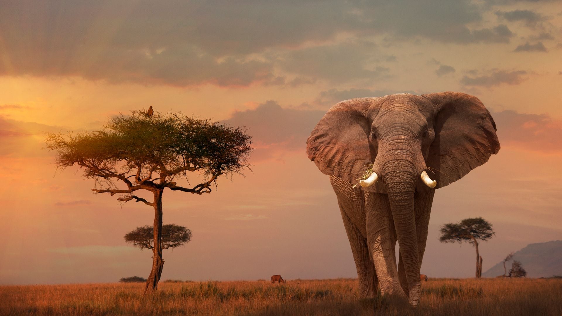 Elefante gigante en la Reserva Masa Mara de Kenia