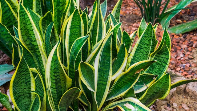 Lengua de suegra en un jardín tropical. Es una planta popular también en los interiores de las casas