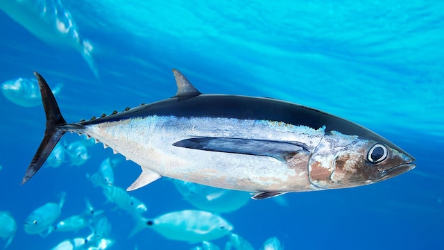 portada atun
