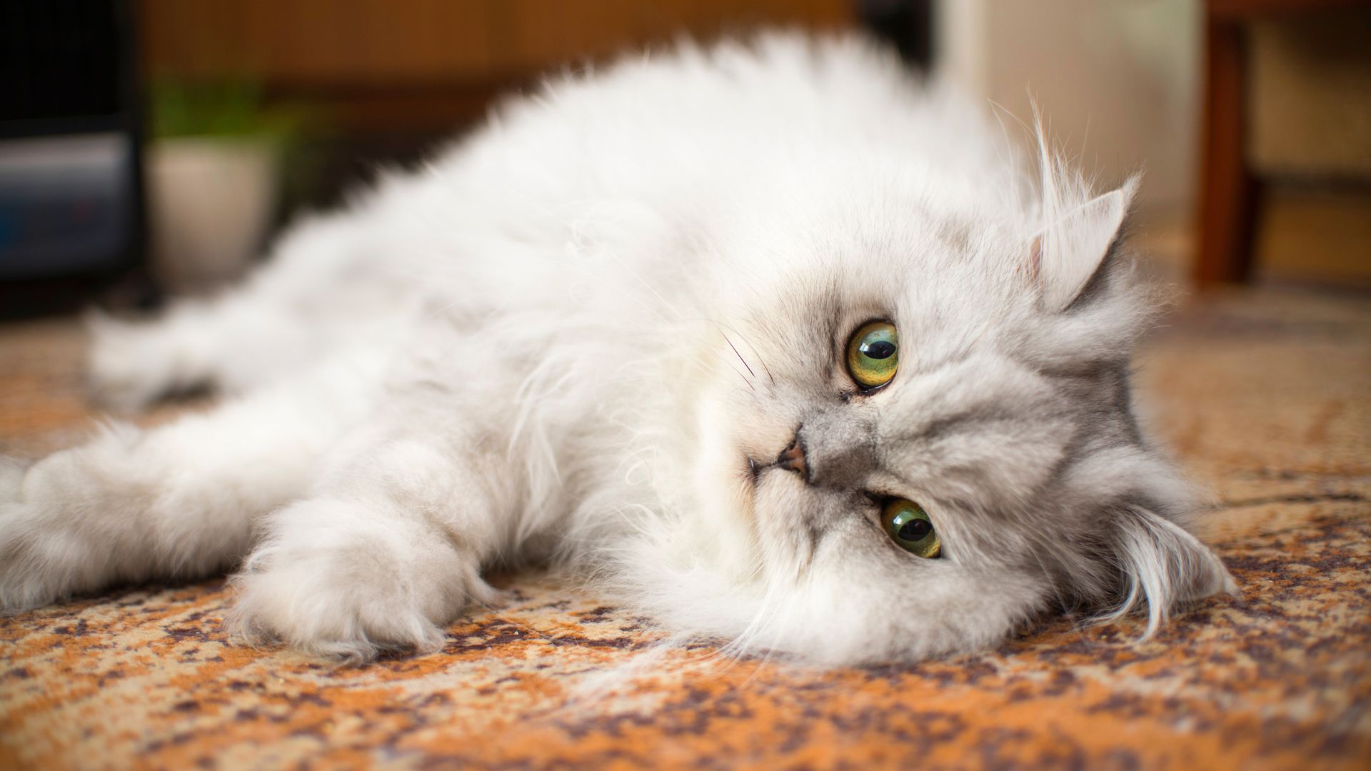 Gato persa: sereno, cariñoso y amante del confort, el rey de las siestas largas y las mantas suaves.