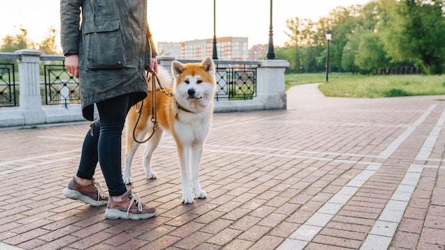 Un perro tranquilo que no ladra porque lleva un collar antiladridos