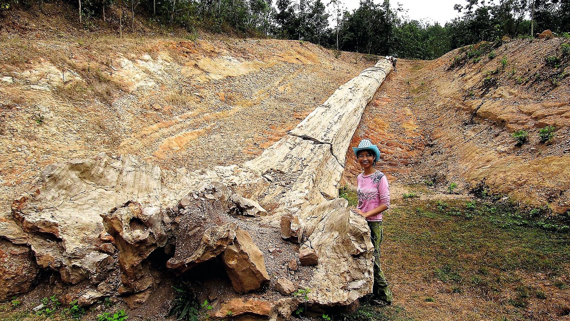 Hallazgos asombrosos: un árbol fósil y un embrión de setenta millones de años