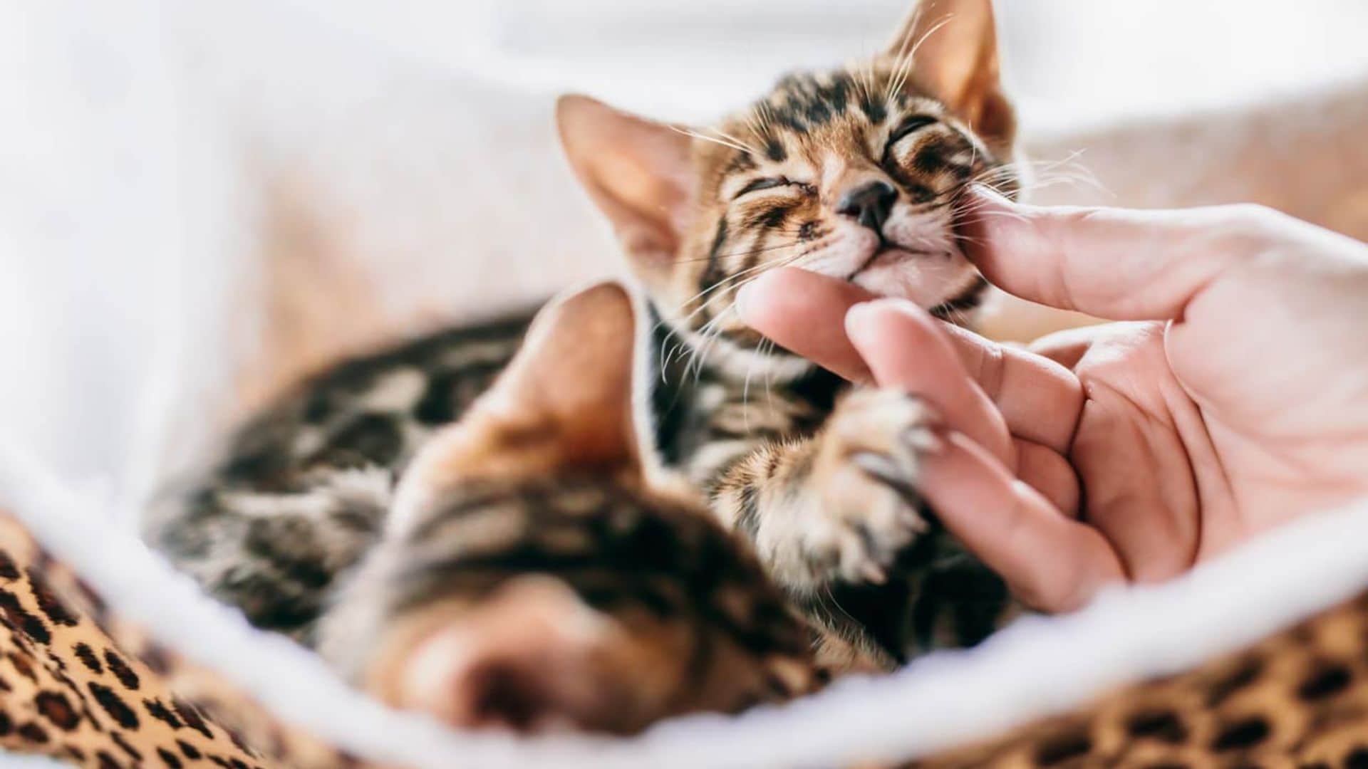 Tengo un gato en casa y quiero adoptar otro ¿cómo lo hago para evitar problemas?