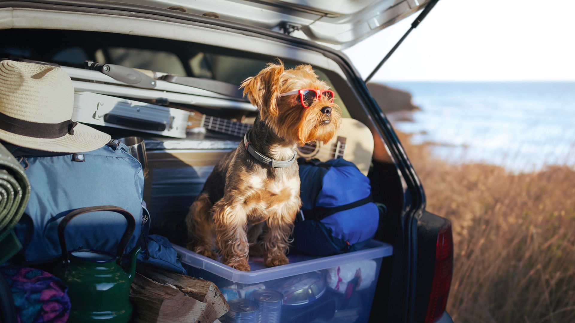 Me voy de vacaciones con mi perro y esto es todo lo que voy a llevar en su maleta