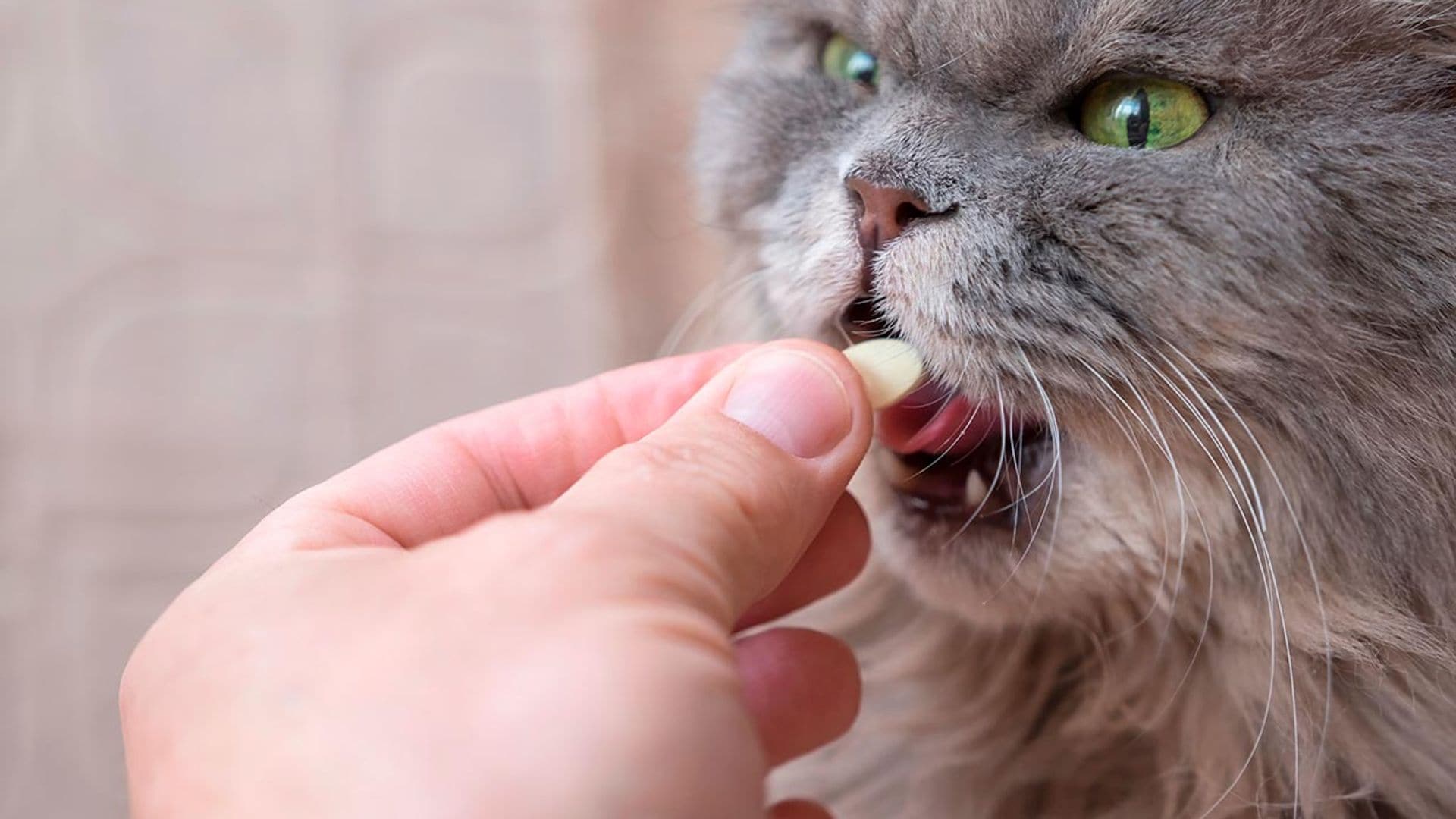 ¿Para qué le sirve la vitamina B a los gatos?