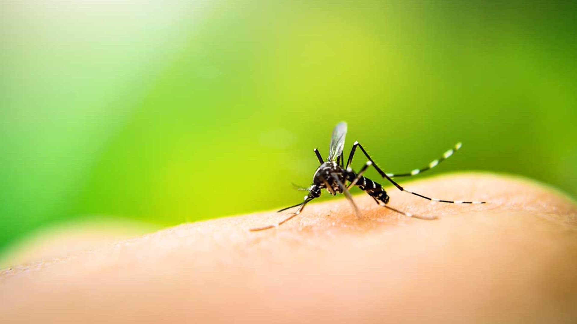 erradicar mosquitos