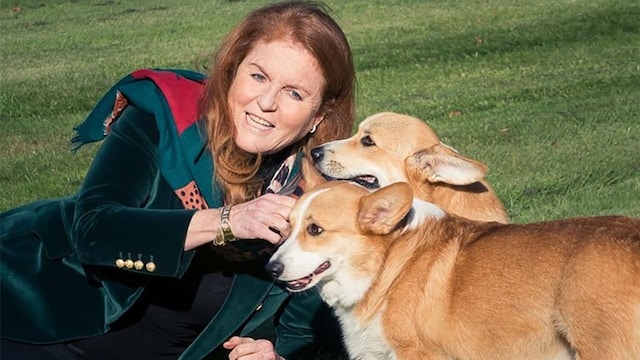 sarah ferguson corgies