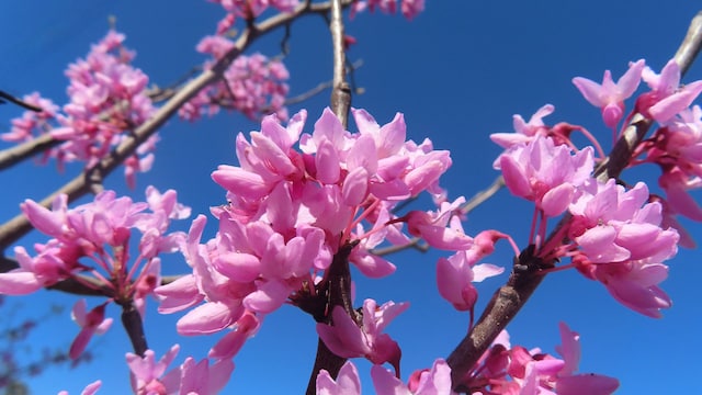Cercis siliquastrum o árbol del amor