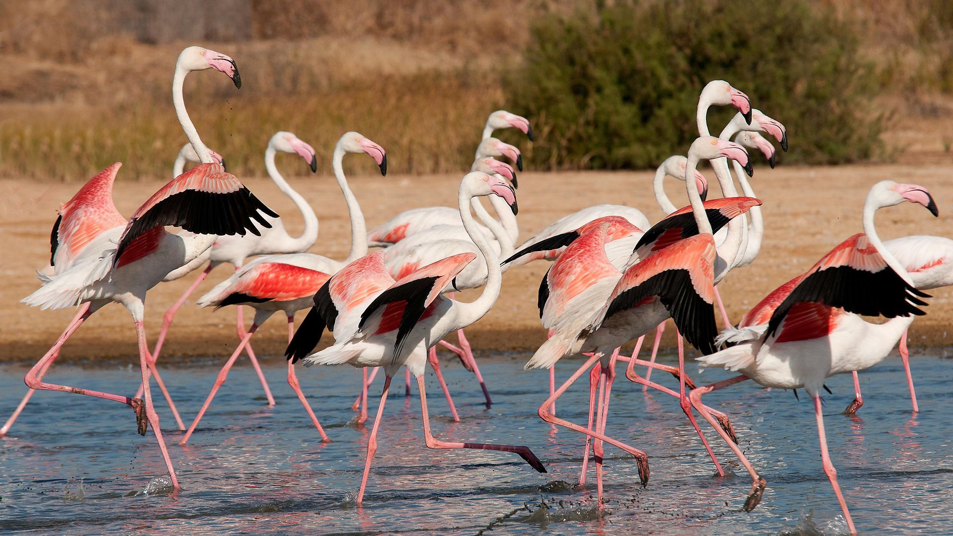 Flamencos Rosas Parque de Doñana. Agencia Destino Huelva.