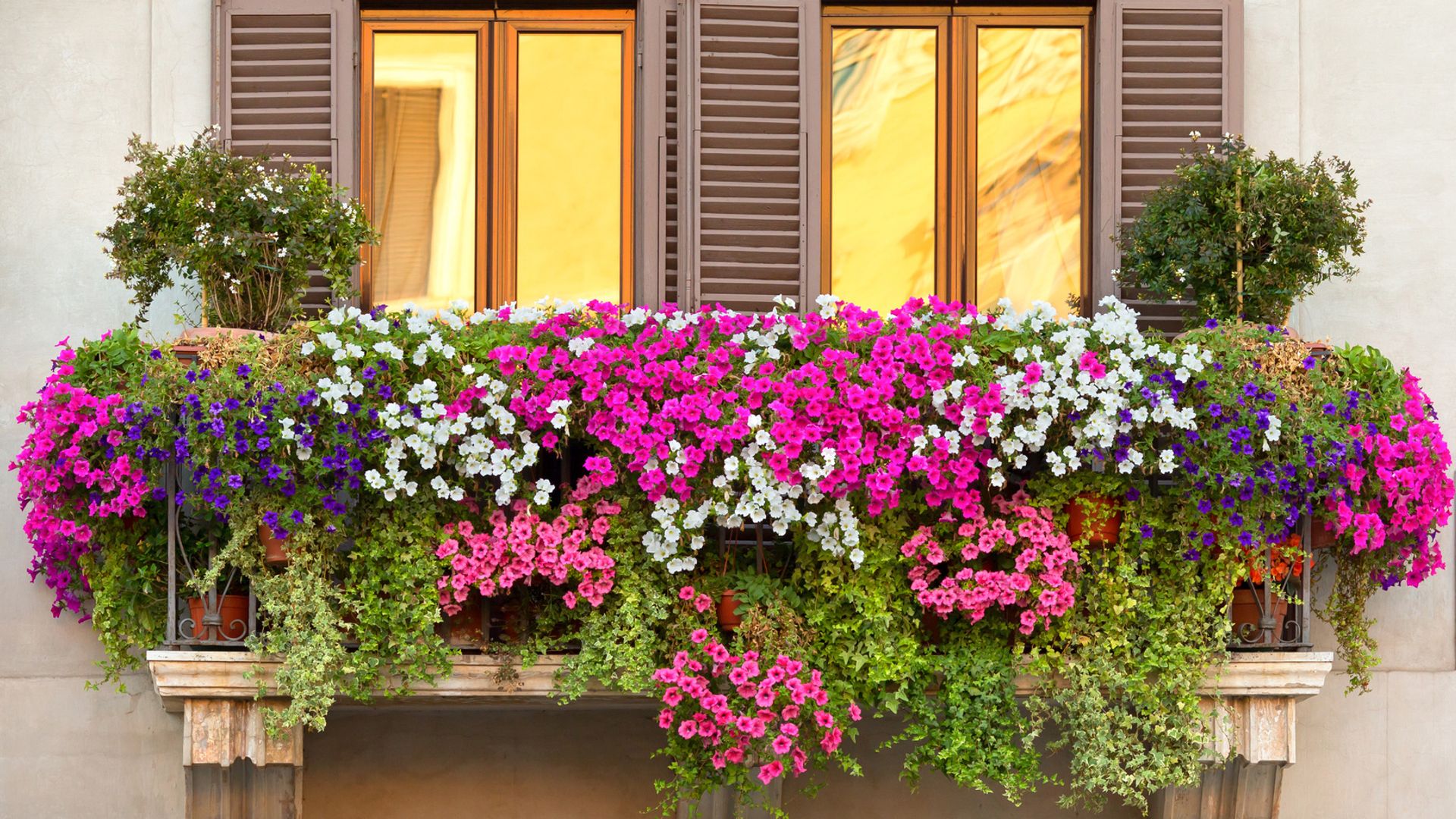 10 plantas colgantes para llenar de vida tu balcón
