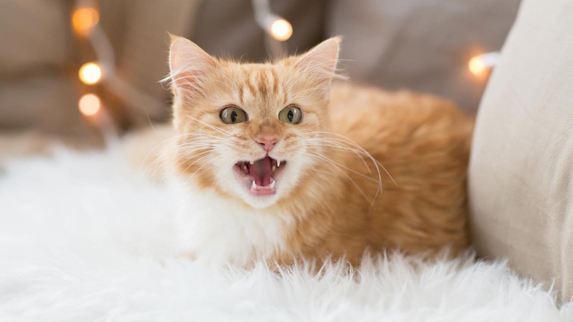 ¿Por qué razones maúlla tanto mi gato?