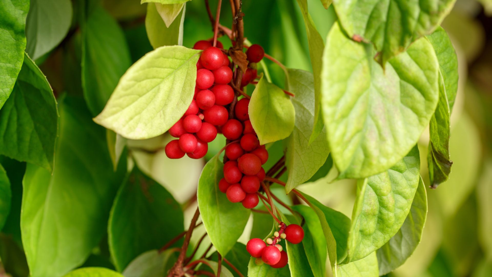 Los tres beneficiosos secretos que esconde las bayas de Schisandra o la 'fruta de los cinco sabores'