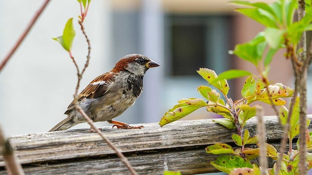 contaminacion pajaros ciudades