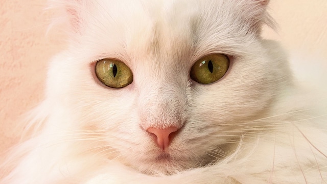 Primer plano gato de color blanco