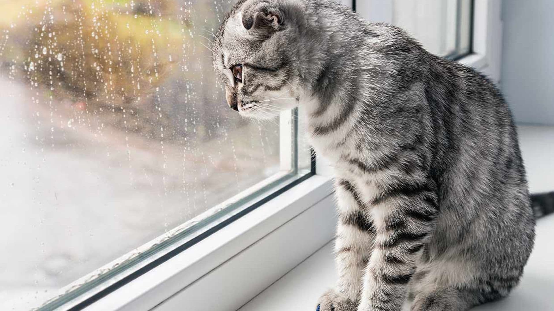 Cuidado con dejar solo a tu gato en verano: su independencia tiene un límite