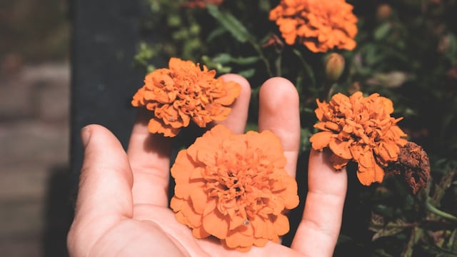 calendula