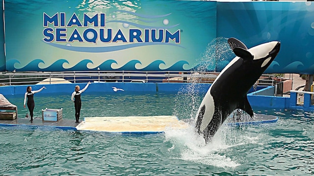 lolita la orca