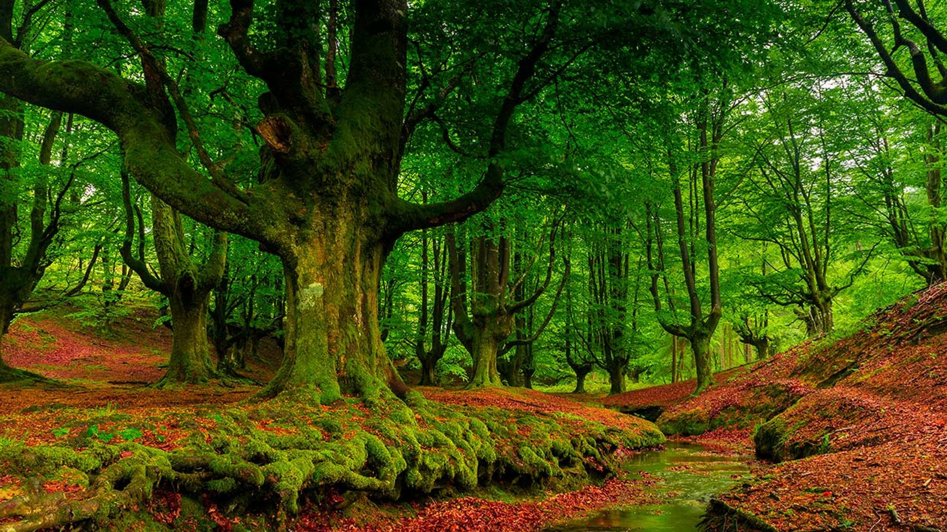 Rincones para perderte en la naturaleza, la tendencia este otoño