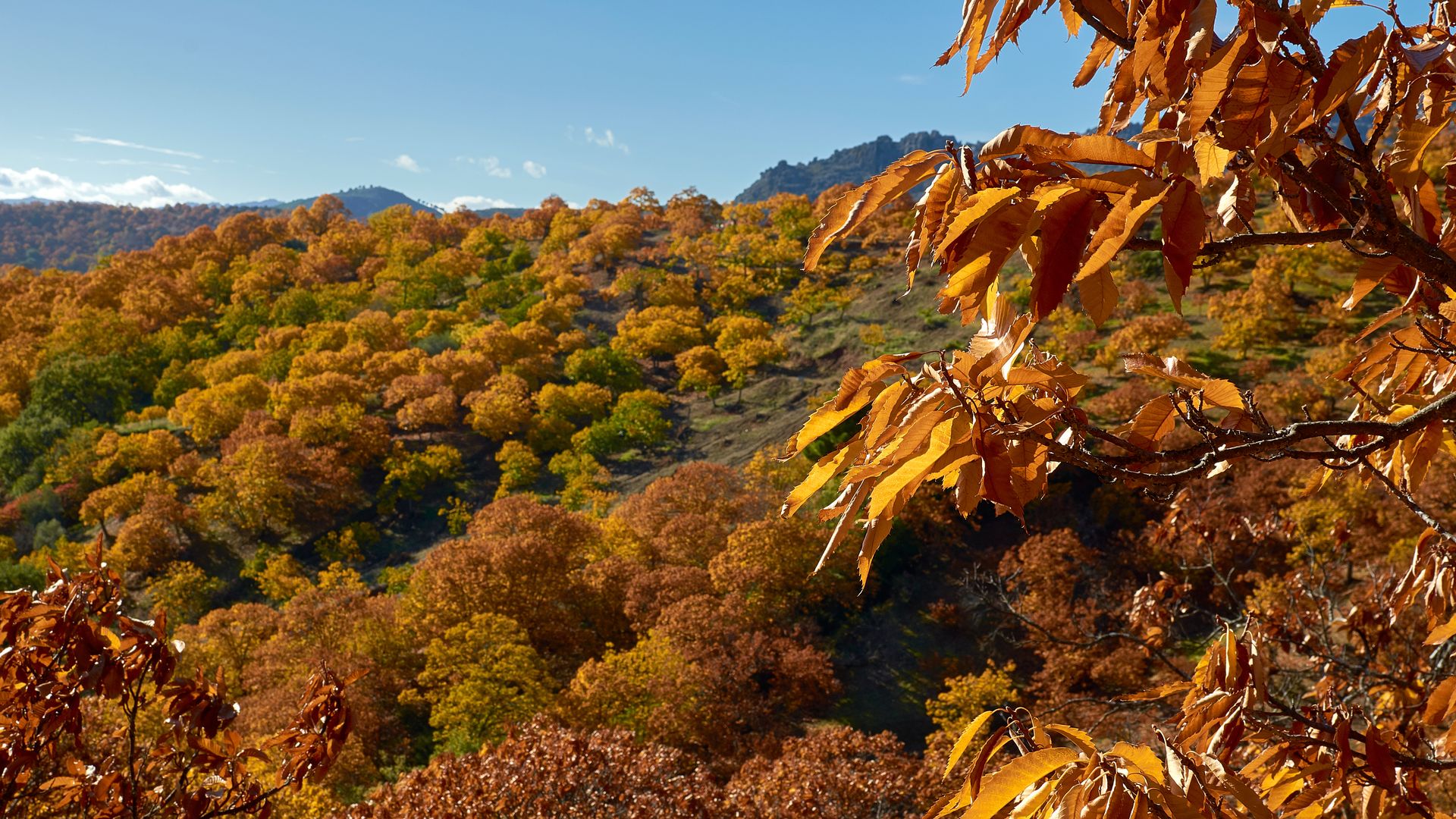 Otoño en el valle del Genal, Málaga