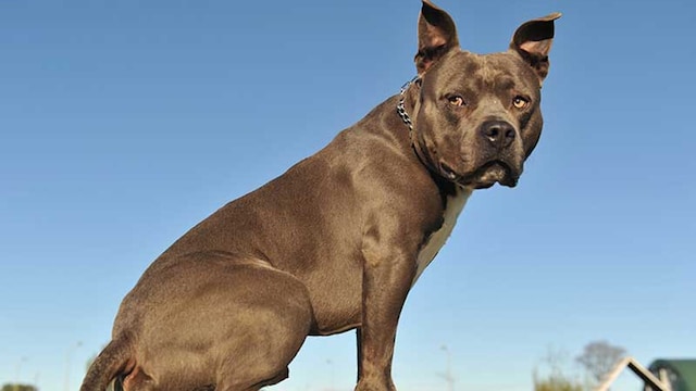 portada perro cooper