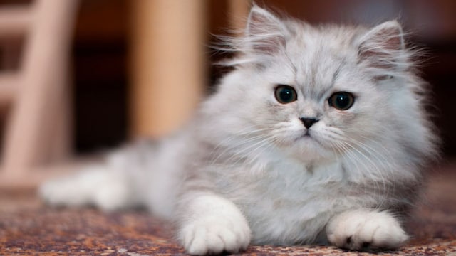 portada_pelos_mascotas