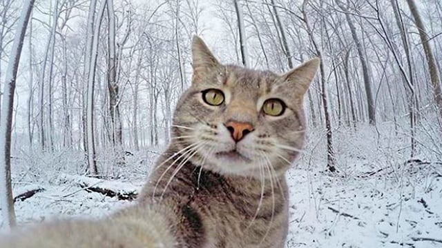 t gatitoselfies t