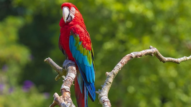 istock loro