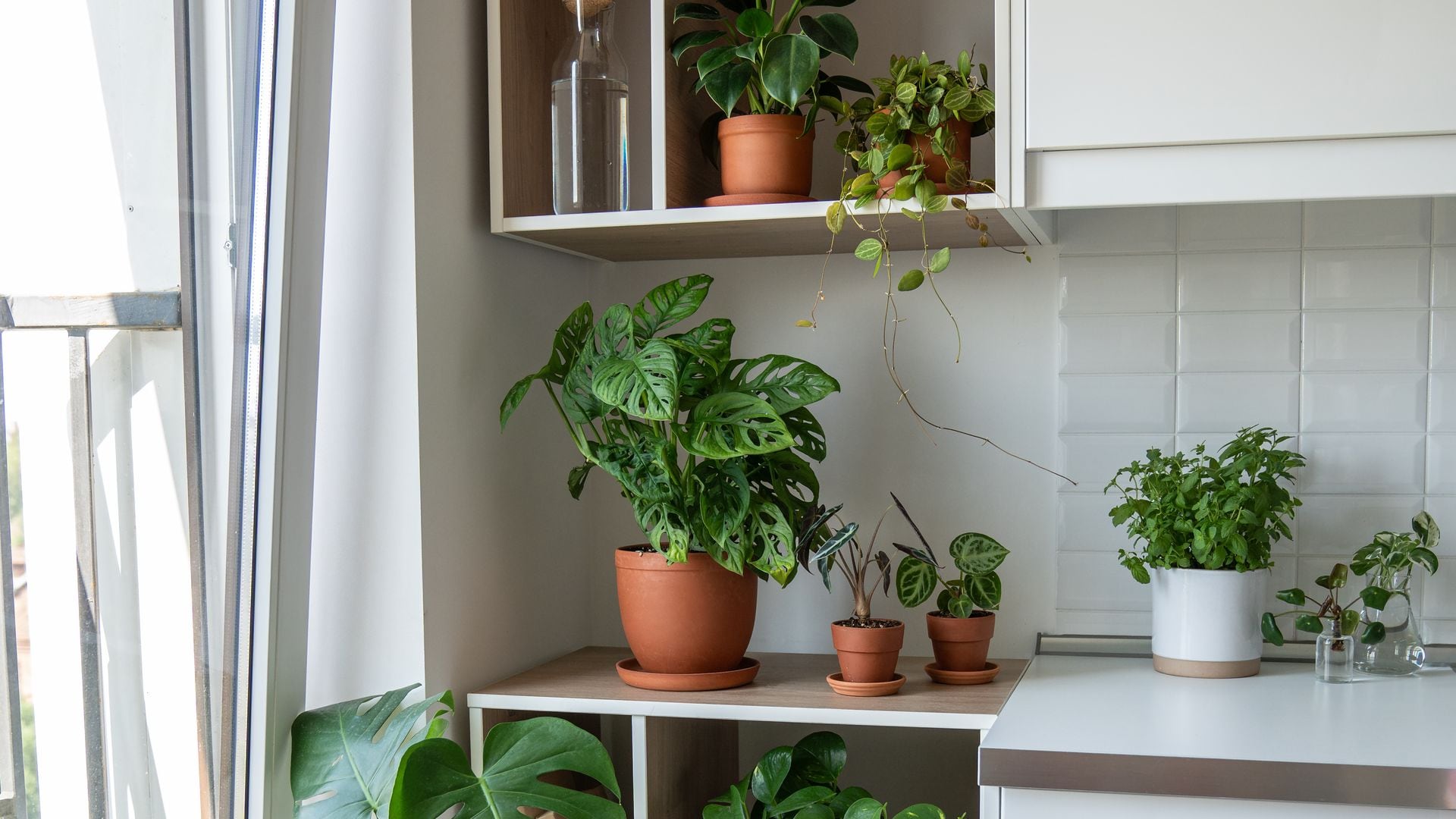 Plantas con las que puedes decorar la cocina y, con algunas, cocinar