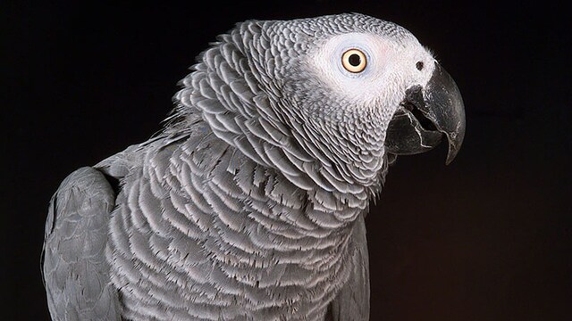 portada loro