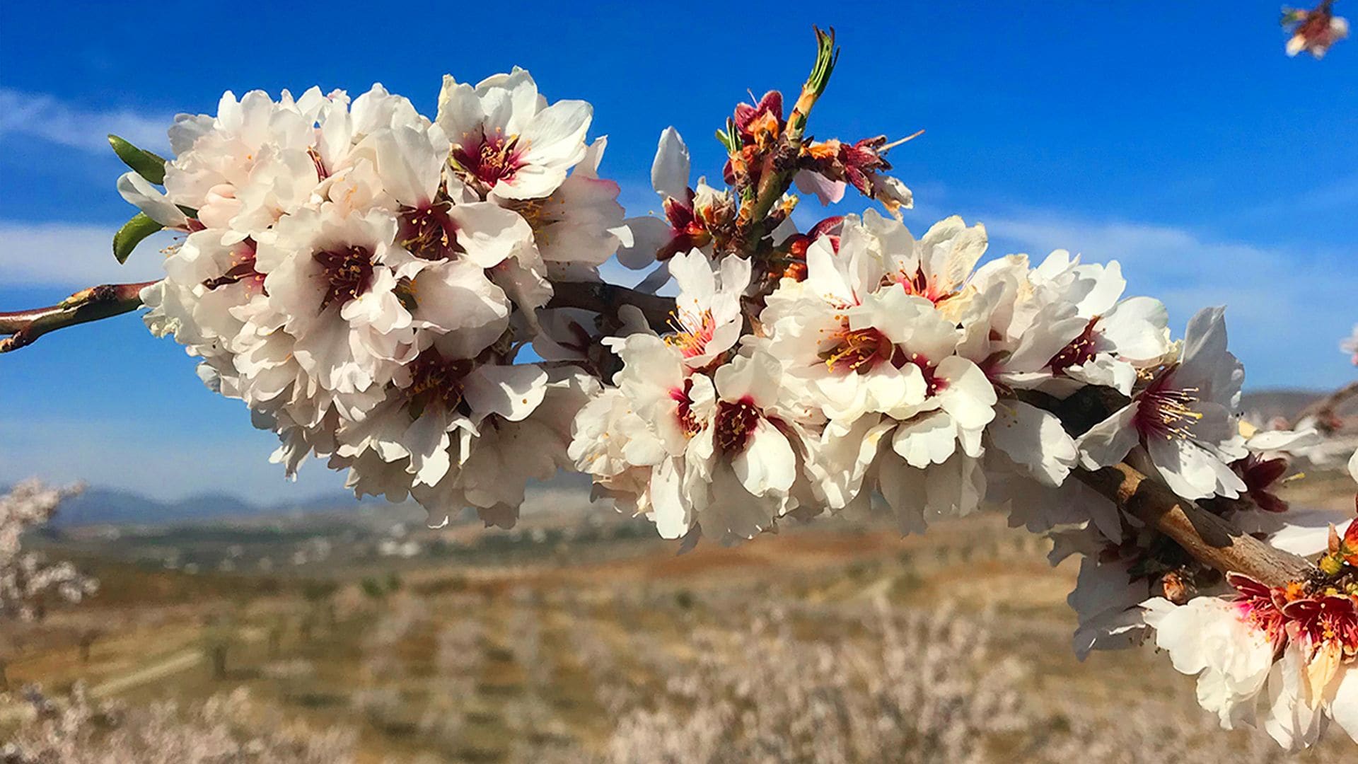 floración de almendros en Oria, Almería