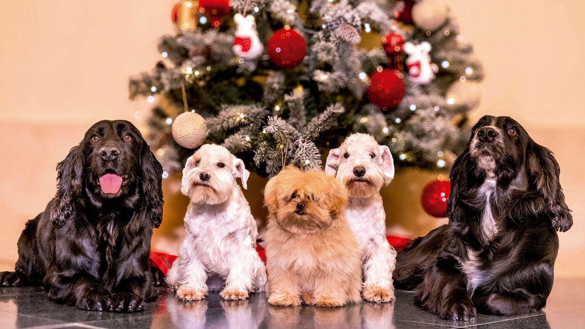 Los cinco perritos de los reyes Juan Carlos y Sofía que han enamorado a todo el mundo en su felicitación navideña