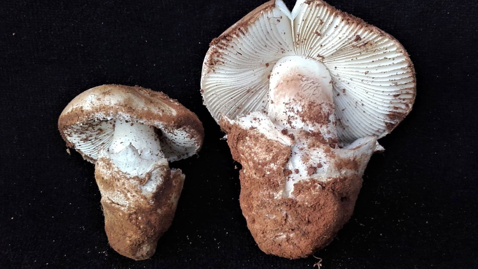 Descubre las propiedades que hacen de los gurumelos un plato estrella