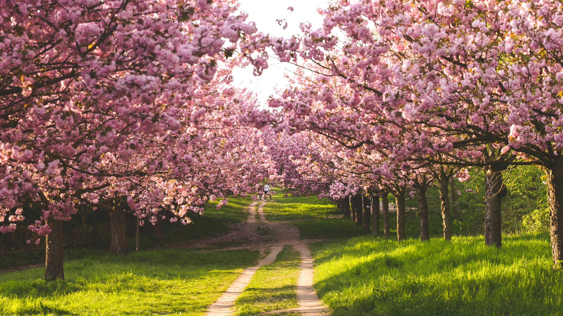 Cerezos en flor
