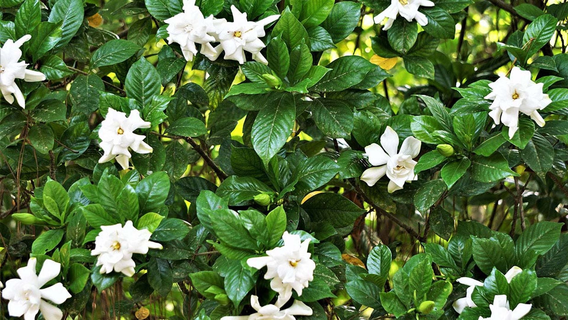 Descubre cómo cultivar la gardenia en el jardín o como planta de interior