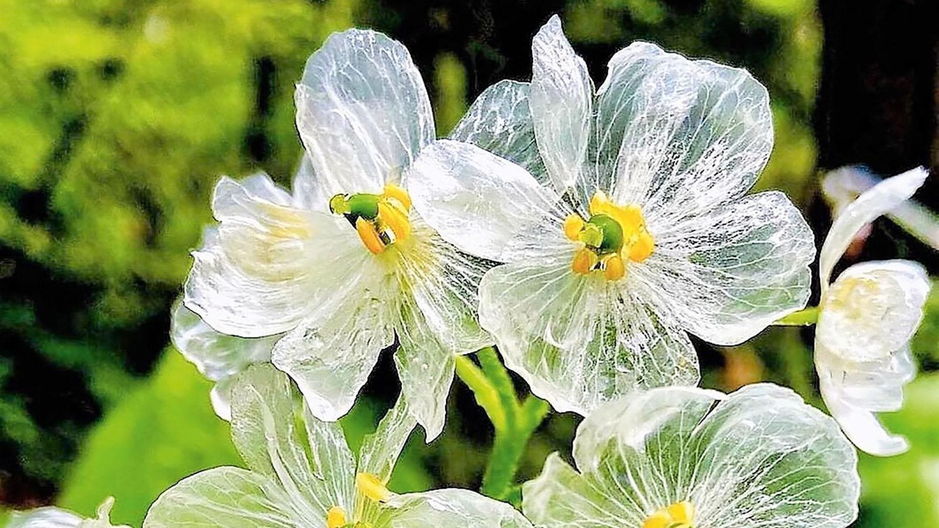 Así es la misteriosa flor que se convierte en ‘cristal’ con el agua