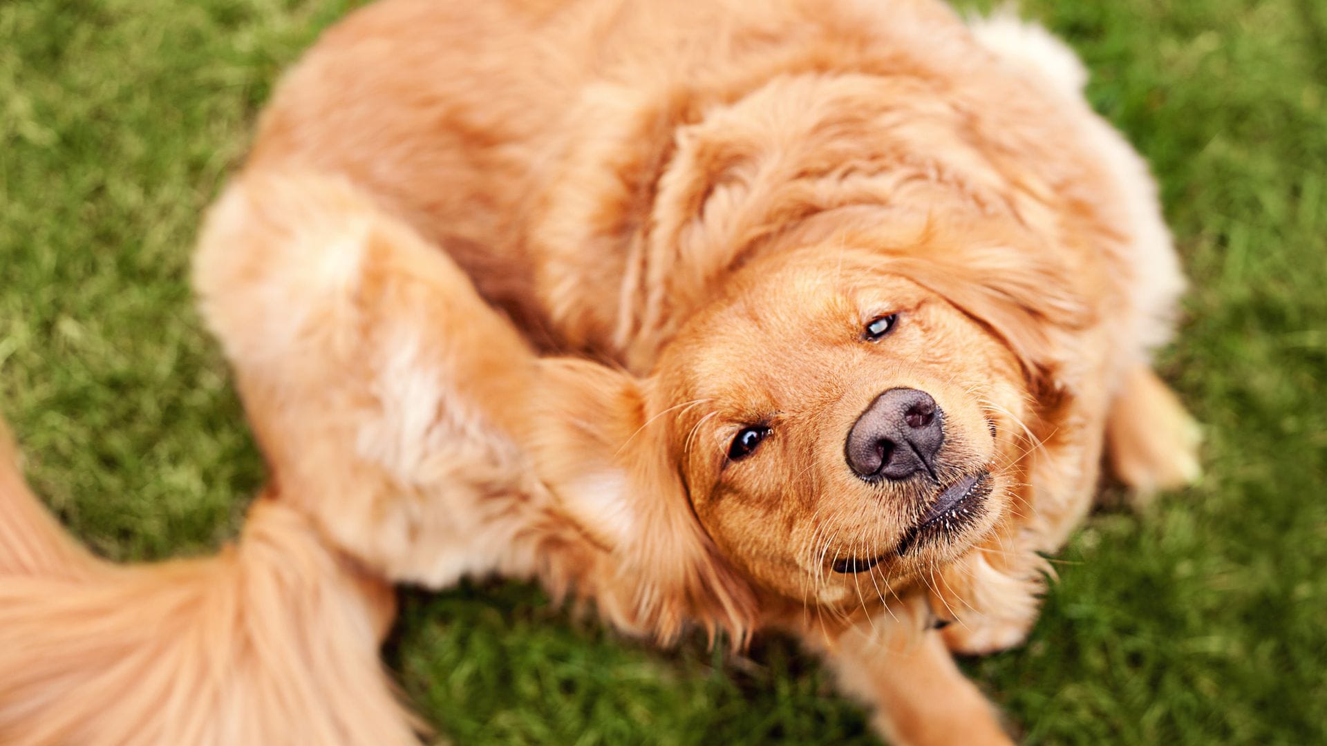 Cómo quitar las garrapatas a tu perro como un auténtico veterinario