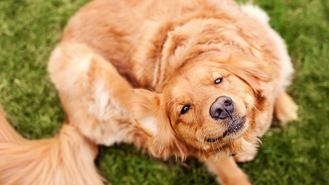Un perro rascándose sobre la hierba