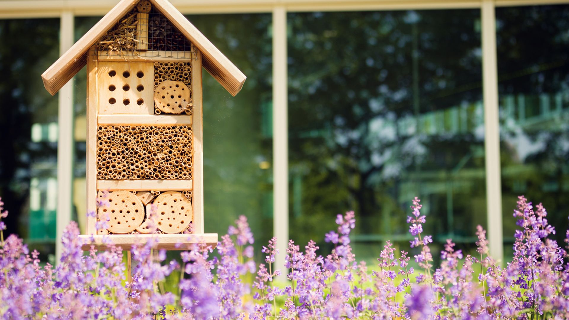 Estas son las plantas que deberías tener en tu jardín: decoran, perfuman y ayudan contra las plagas