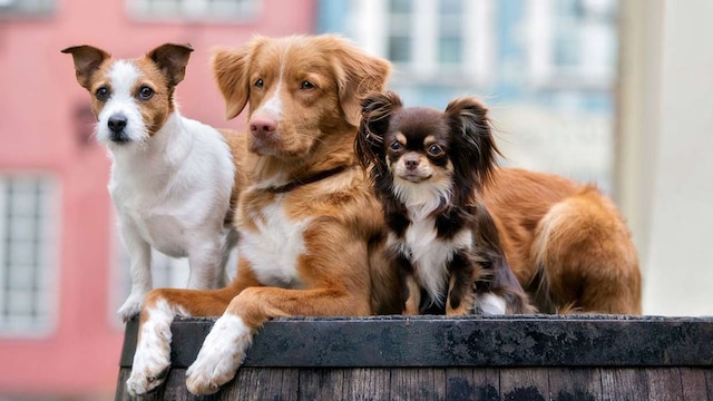 motivos elegir perros pequenos o grandes