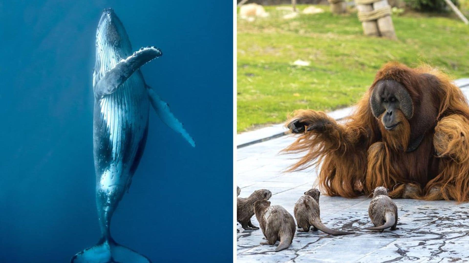 Bailarinas sorprendentes y amistades insólitas del reino animal