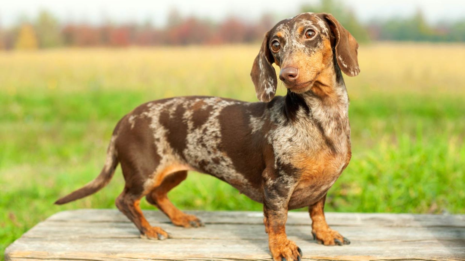Si buscas perro, estas son las razas más cariñosas con los humanos 8 Merca2.es Dachshund: pequeño pero con un gran corazón