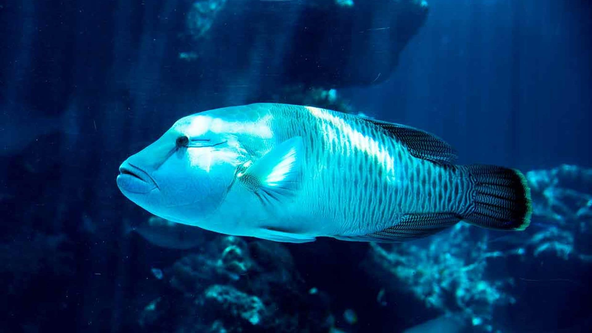 Peces grandes: incluye a un grandullón en tu acuario