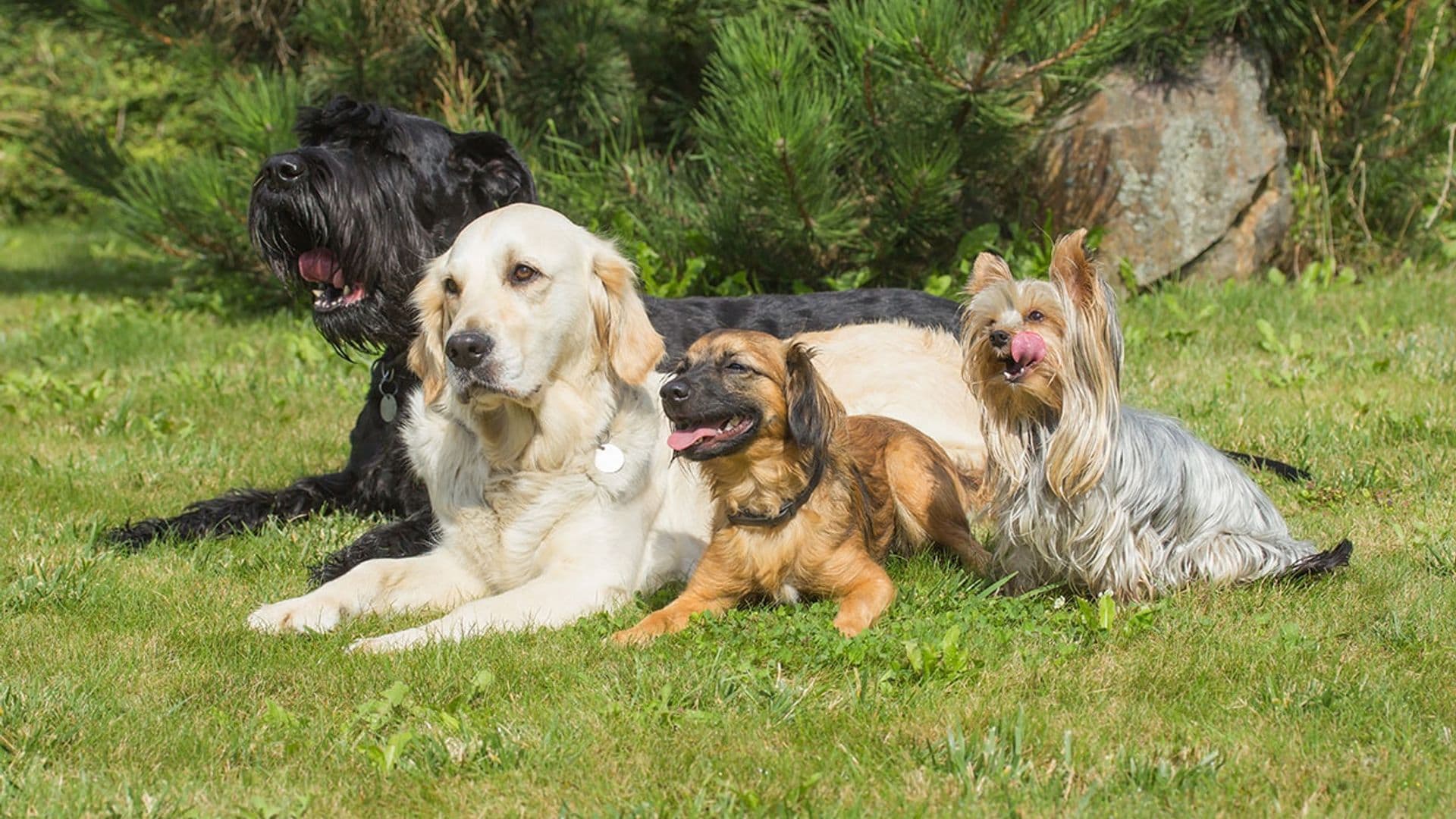 Perros 'esponjosos' a los que siempre gusta abrazar (y ahora más que nunca)